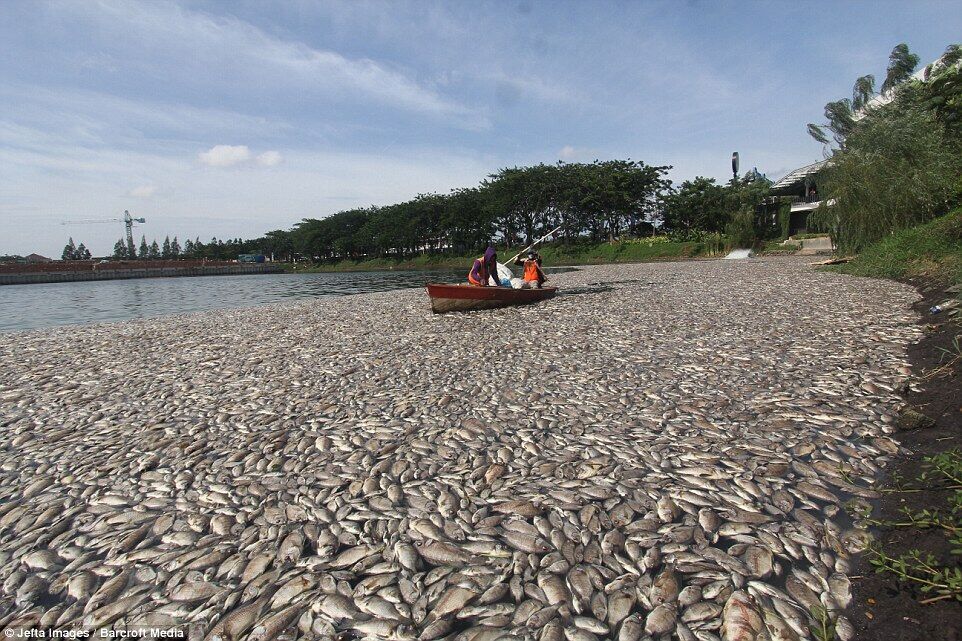 印尼雅加达暴雨致湖内出现大量死鱼 臭气熏天