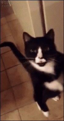 猫主子又在展现奇迹了.