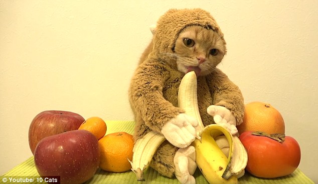宠物猫扮猴子吃香蕉视频走红网络