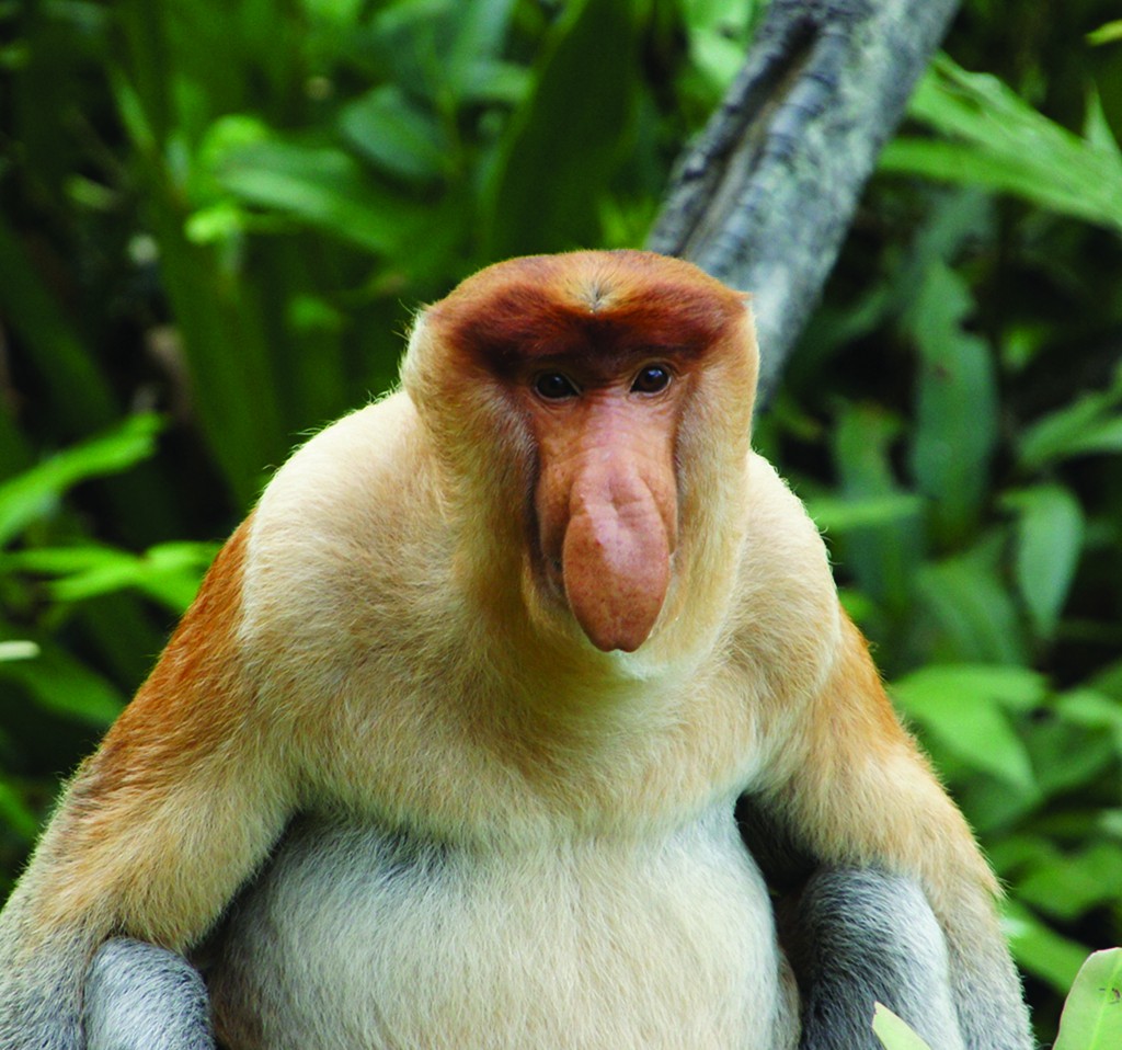 让人过目不忘的大鼻子 到文莱红树林追寻长鼻猴