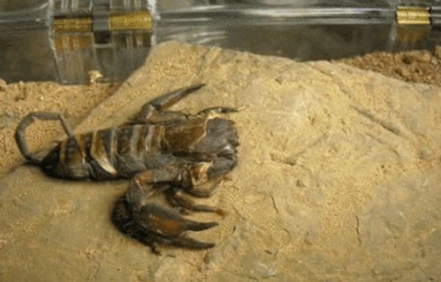 自然界重口味动态图