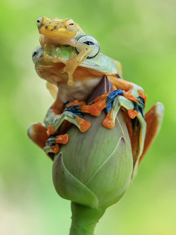 印尼玻璃蛙在树蛙头顶“登高望远”