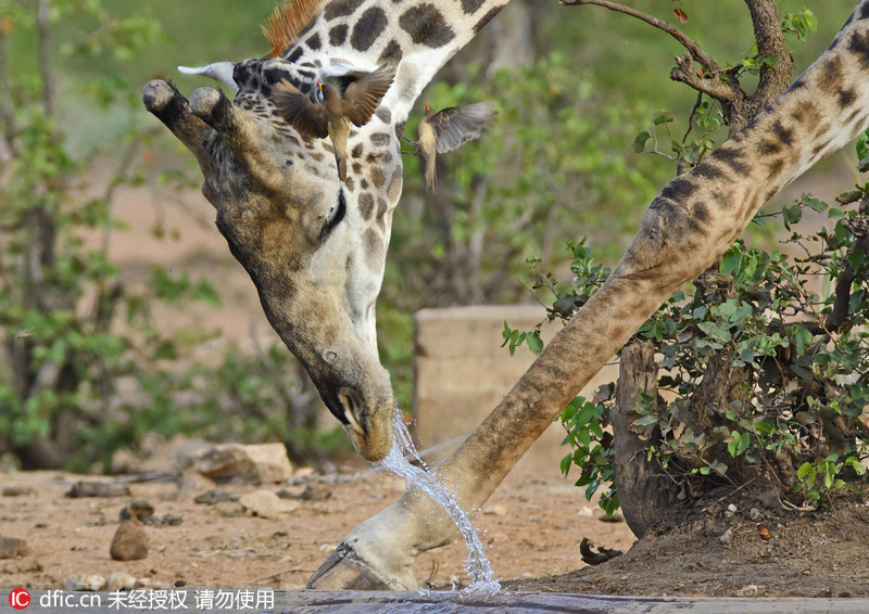 文章配图