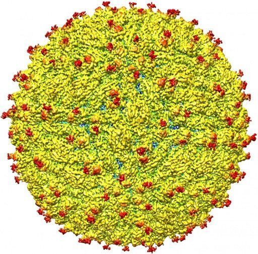美调查人员发布第一张3D寨卡病毒图像 加快相关疫苗研究