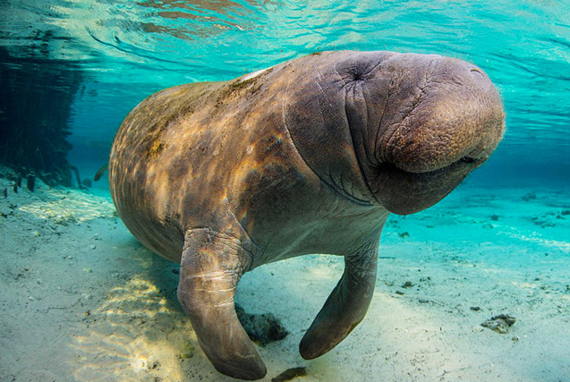 英国摄影师海下拍娇憨海牛可爱瞬间