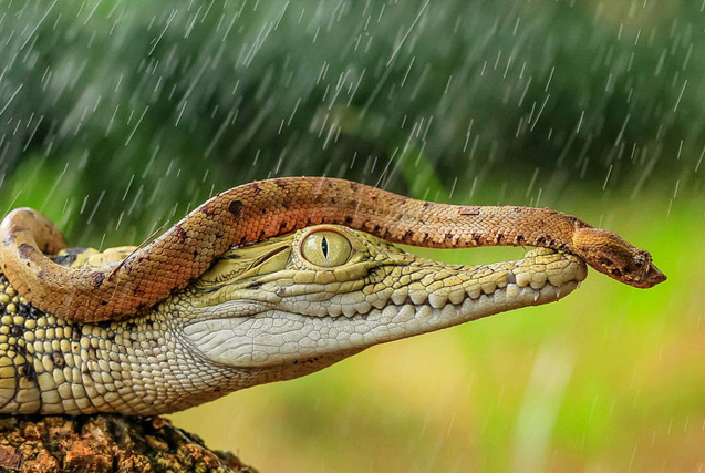 环球图片一周精选 印尼毒蛇趴鳄鱼背上“搭便车”