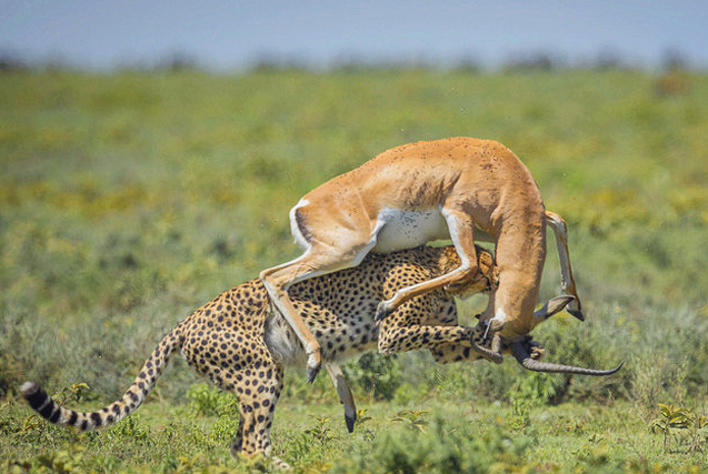 坦桑尼亚羚羊与猎豹激战 终豹口脱险