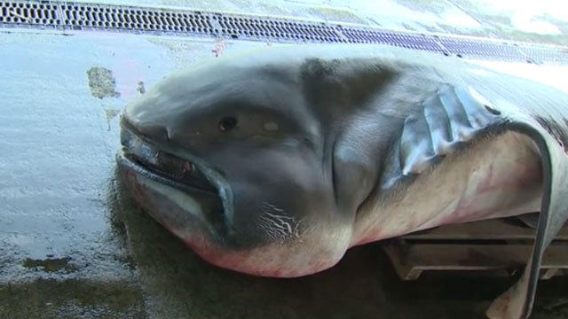 日本捕获罕见大嘴鲨 或因地震游至近海