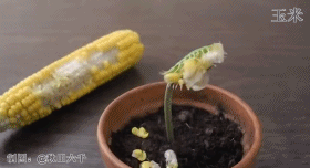 壁纸 花 桌面 280_152 gif 动态图 动图