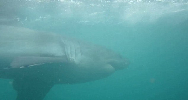 潜水者南非拍巨型白鲨两度跃出水面