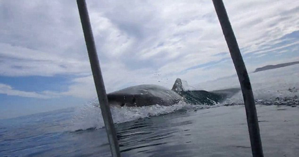 潜水者南非拍巨型白鲨两度跃出水面