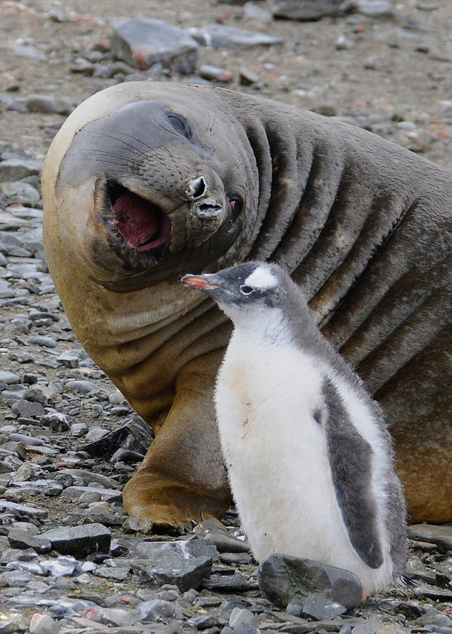 可爱！南极洲小海豹与小企鹅紧贴亲密无间