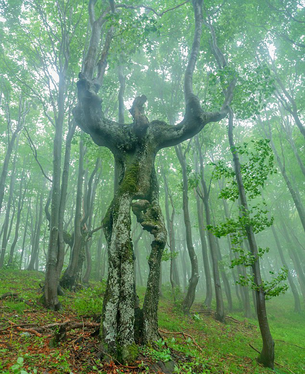 保加利亚森林惊现20米高巨型“树人”