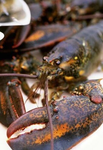 加素食主义者不忍超市龙虾被杀助其跨数千里返海洋