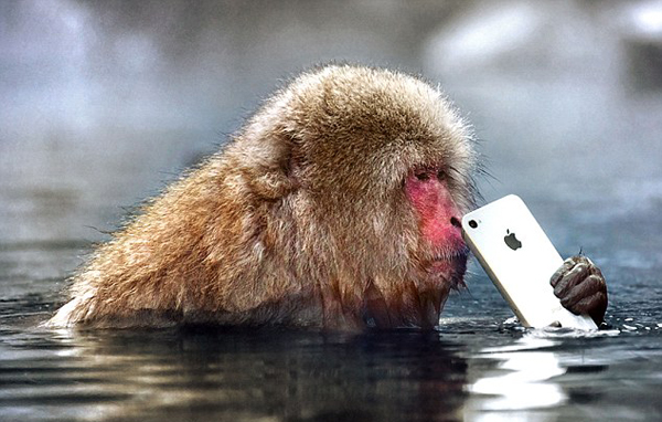 日调皮雪猴疲于“摆拍” 抢手机扔进水池