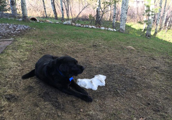 国外拉布拉多犬守护雪堆图片走红网络