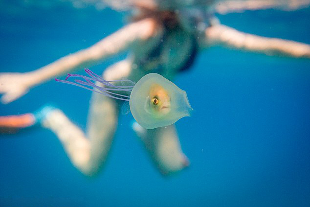 澳摄影师拍水母化身“司机”载小鱼出游