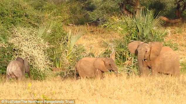 肯尼亚小象落井获救后与母亲团聚