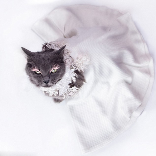罗马尼亚宠物猫身着华服项戴珠宝 变身时尚猫