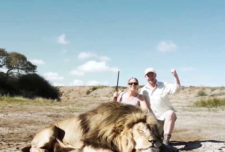 一对男女猎杀狮子拍视频炫耀 不料遭雄狮偷袭
