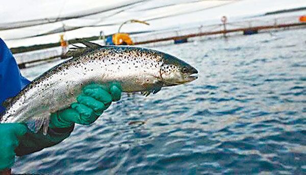 智利养殖业隐忧引关注：每吨三文鱼喂一公斤抗生素