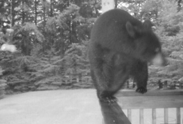 黑熊闯入加拿大居民住宅觅食 主人全然不知
