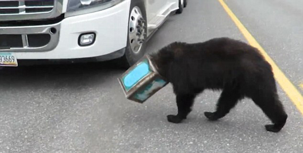美黑熊脑袋被卡咖啡罐 摸黑游荡高速公路