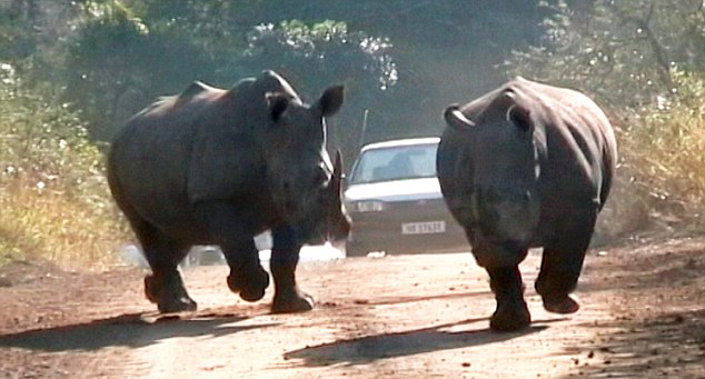惊险！南非夫妇摄影时遭犀牛正面驱逐