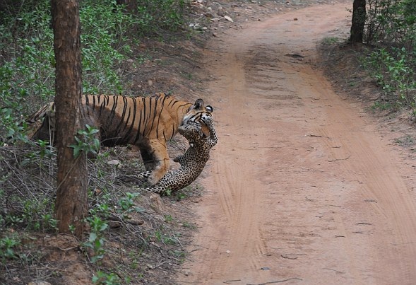 激烈！游客印度保护区实拍雌虎咬死美洲豹全过程