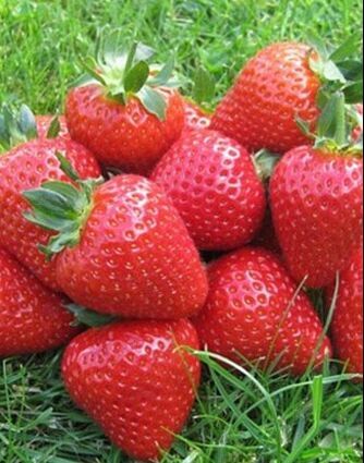 英专家花8年时间研制草莓新品种 味道浓郁-最