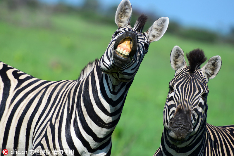 南非斑马对镜头露齿大笑 表情滑稽[1]