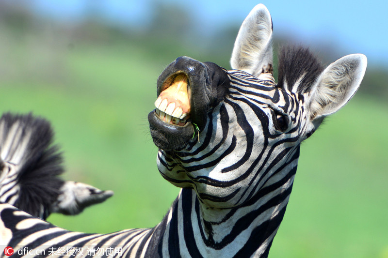 南非斑马对镜头露齿大笑 表情滑稽