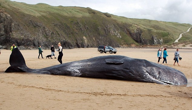 英海岸现今年第七例抹香鲸搁浅死亡事件