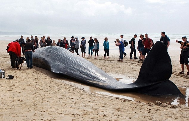 英海岸现今年第七例抹香鲸搁浅死亡事件
