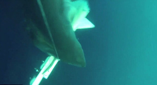 澳大白鲨误将水下无人机当猎物猛烈袭击