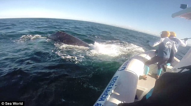 澳座头鲸幼崽被困数小时后成功获救