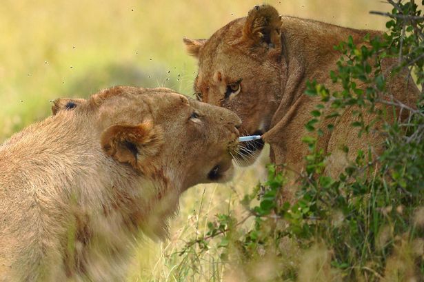 暖心！肯尼亚保护区雄狮帮母狮拔出镇定剂飞镖