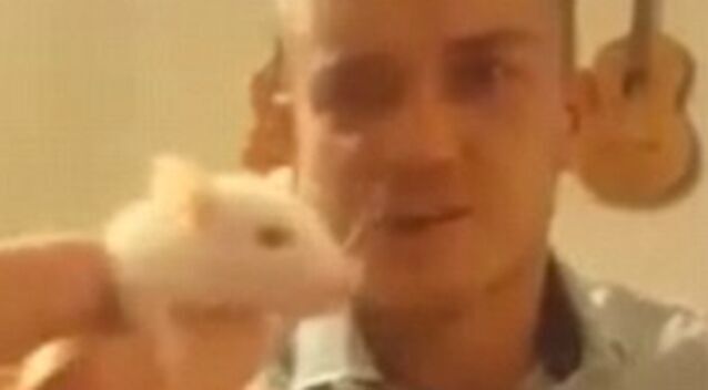 澳男因网上直播自己生吃老鼠过程被判虐待动物