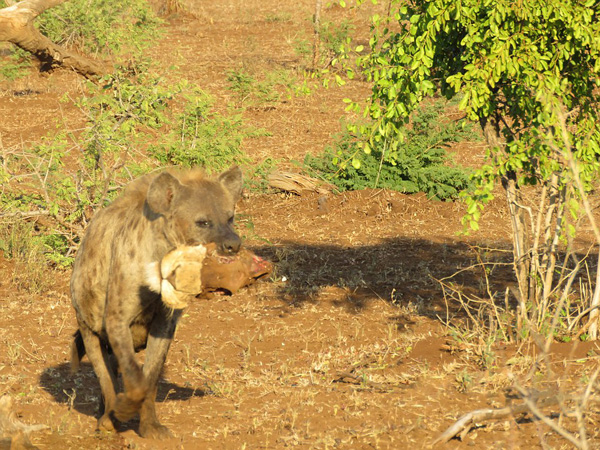 罕见！南非鬣狗被拍到嘴衔狮子断头