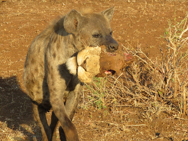 罕见！南非鬣狗被拍到嘴衔狮子断头