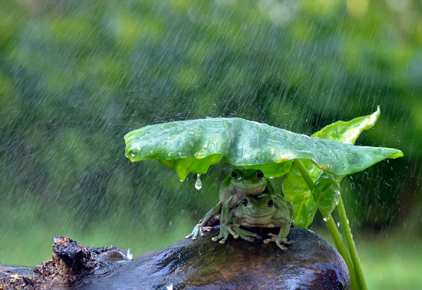 聪明！印尼两青蛙拿树叶当雨伞避雨