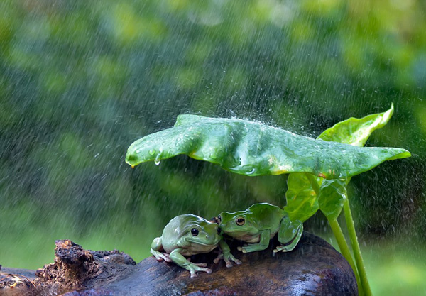 聪明！印尼两青蛙拿树叶当雨伞避雨