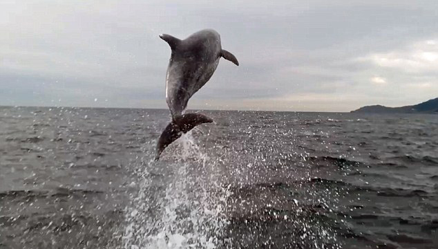 巴西海豚绕船而行跳出水面似表演