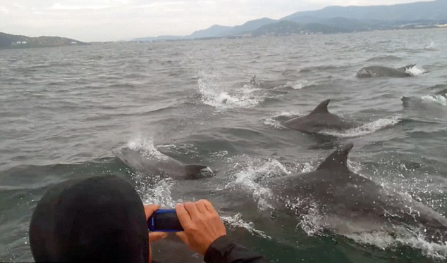 巴西海豚绕船而行跳出水面似表演