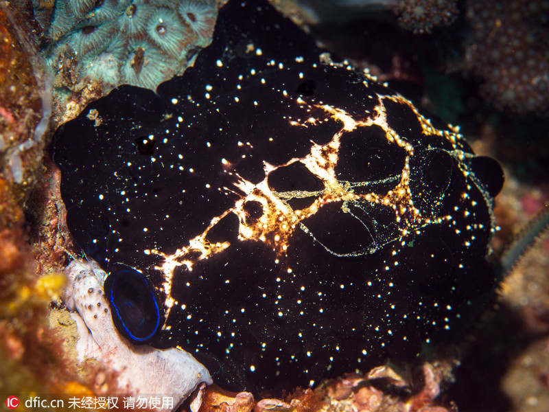摄影师台湾海岸拍到神奇海兔螺 似夜幕中繁星