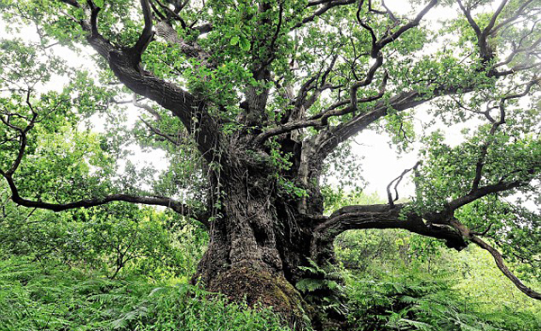 英最老橡树存活1000年以上仍在继续长