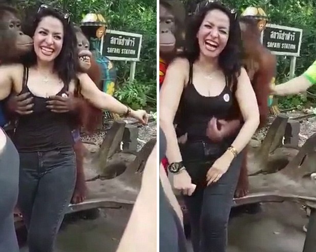 泰国猩猩与女游客合影趁机揩油 摸胸搂腰引热议