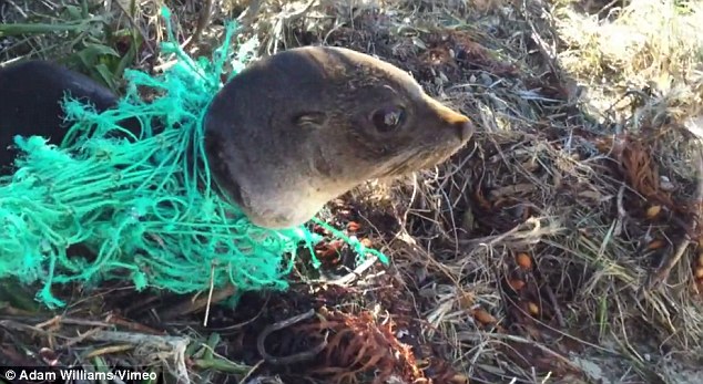 暖心！澳被困渔网一周小海豹获冲浪者拯救