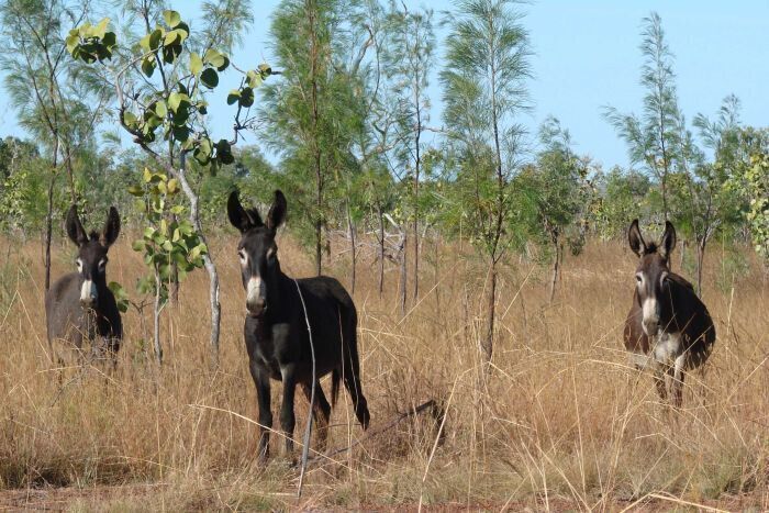 呼应中国投资者需求 澳北领地研究驴养殖业前景