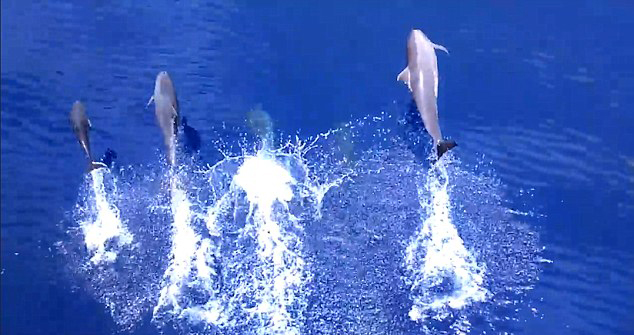 海豚快船前欢快跳水视频蹿红网络